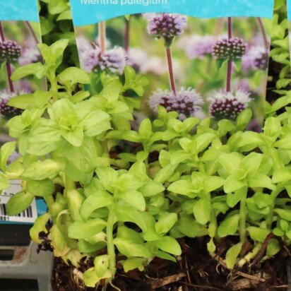Mentha pulegium (PENNYROYAL MINT) - image 2