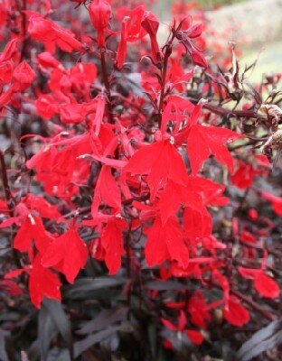 LOBELIA cardinalis