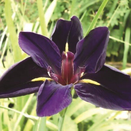 IRIS louisiana 'Black Gamecock'