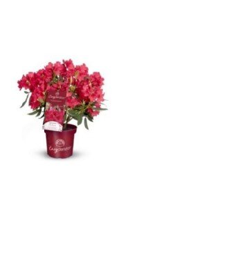 RHODODENDRON 'Vulcan'