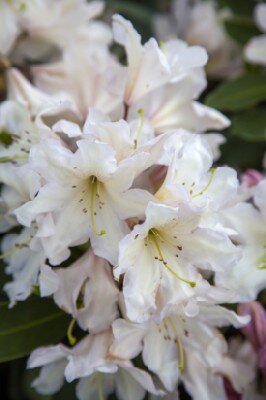 RHODODENDRON 'White Dufthecke'