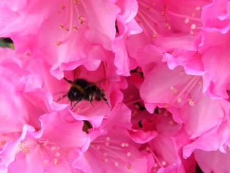 RHODODENDRON 'Kalinka'