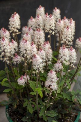 TIARELLA 'Spring Symphony' - image 2