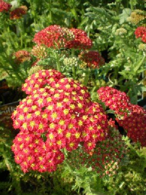 ACHILLEA 'Desert Eve Red' - image 1