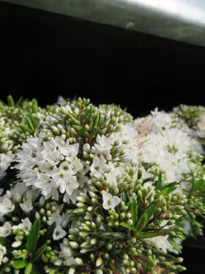 VERONICA 'Celina' - image 1