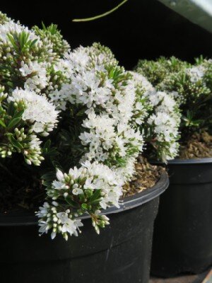 VERONICA 'Celina' - image 2