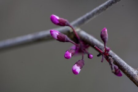 CERCIS canadensis 'Merlot' - image 2