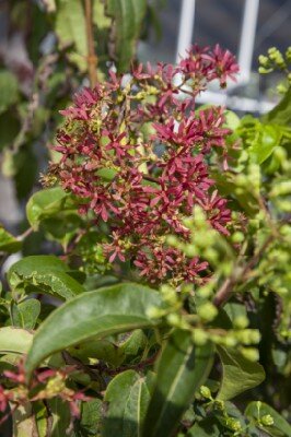HEPTACODIUM miconioides 'Tianshan' - image 1