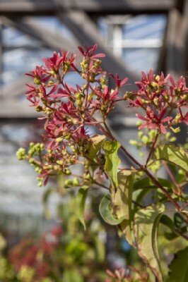 HEPTACODIUM miconioides 'Tianshan' - image 2
