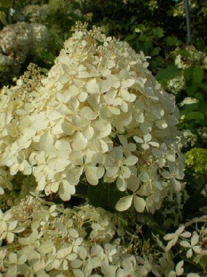 HYDRANGEA paniculata 'Phantom'