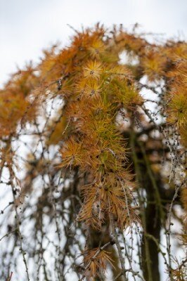 LARIX kaempferi 'Stiff Weeper'