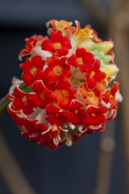 EDGEWORTHIA chrysantha 'Honey Sunshine' - image 1