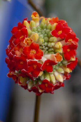 EDGEWORTHIA chrysantha 'Honey Sunshine' - image 2