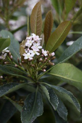 ERIOBOTRYA 'Coppertone'