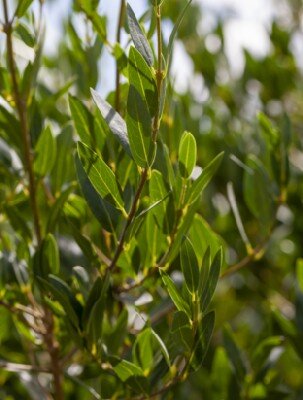 PHILLYREA angustifolia