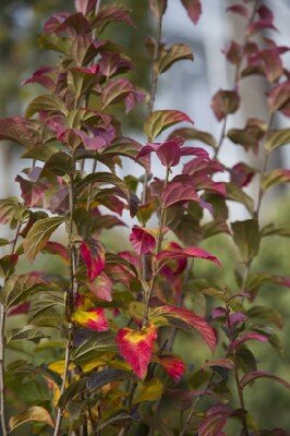 PARROTIA persica 'Cherry Tips' - image 1
