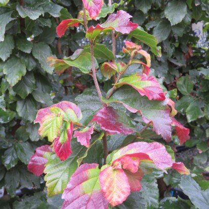 PARROTIA persica 'Cherry Tips' - image 2