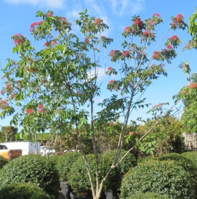 TETRADIUM daniellii - image 3