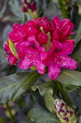 RHODODENDRON 'Nova Zembla'