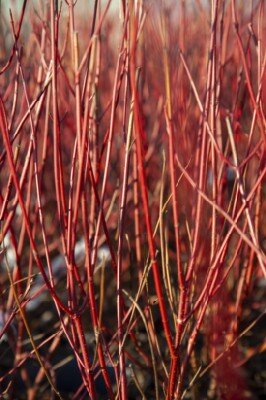 CORNUS alba 'Elegantissima' - image 2