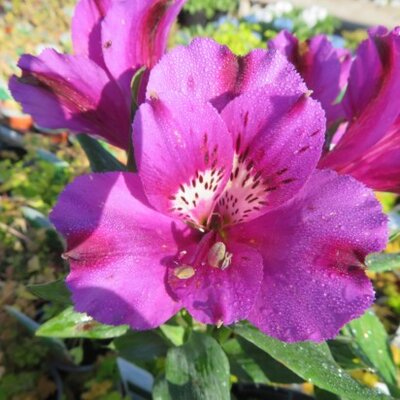 ALSTROEMERIA 'Inticancha Purple'