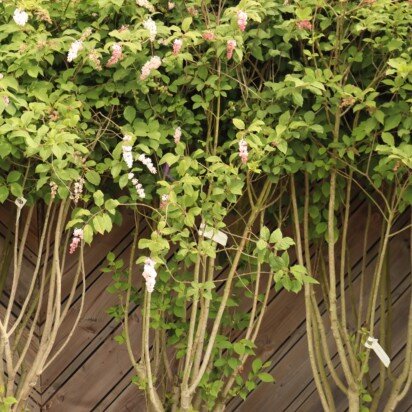 SYRINGA x swegiflexa