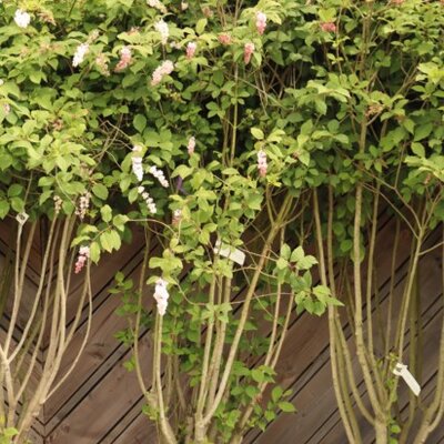 SYRINGA x swegiflexa