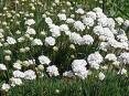 ARMERIA maritima 'Armada White'