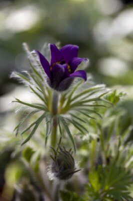 PULSATILLA vulgaris 'Violet-Blue'