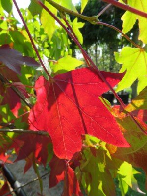 LIQUIDAMBAR styraciflua