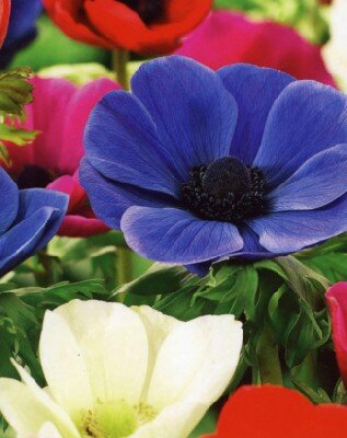 ANEMONE coronaria mixed
