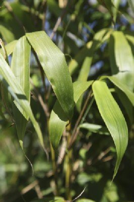 FARGESIA robusta 'Wolong'