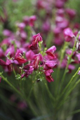CYTISUS 'Boskoop Ruby'