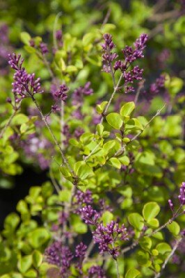 SYRINGA 'Josee' - image 2