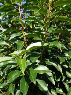 PRUNUS lusitanica 'Myrtifolia'