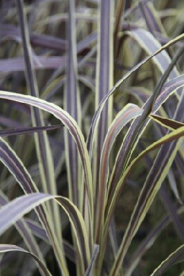 CORDYLINE banksii 'Electric Flash'