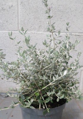 TEUCRIUM fruticans
