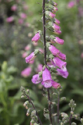 DIGITALIS 'Pink Panther' - image 1