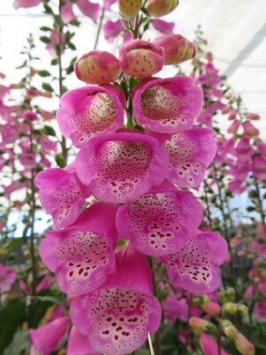 DIGITALIS 'Pink Panther' - image 2