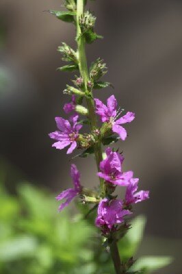 LYTHRUM salicaria 'Robin'