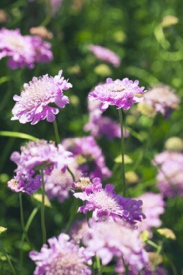 SCABIOSA incisa 'Kudo Pink' - image 1