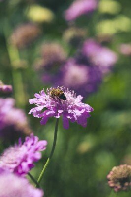 SCABIOSA incisa 'Kudo Pink' - image 2