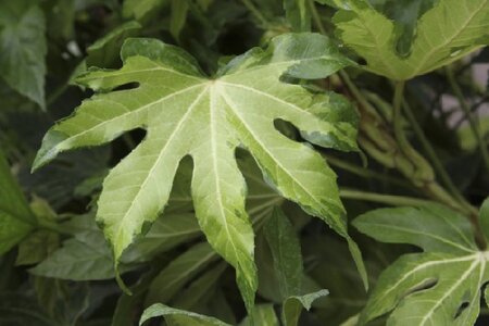 FATSIA japonica 'Murakumo Nishiki'