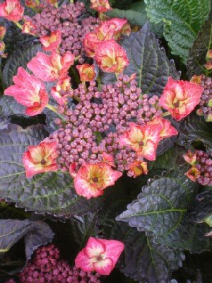 HYDRANGEA macrophylla 'Dark Angel Red'