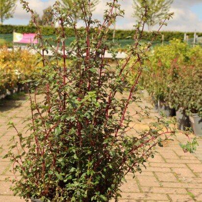 FUCHSIA microphylla superba