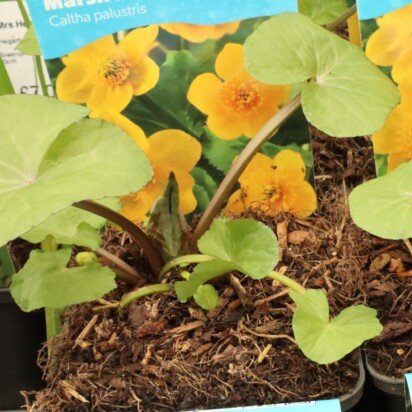 CALTHA palustris 'Multiplex'