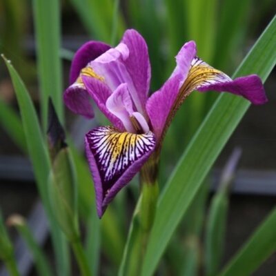 IRIS versicolor