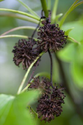 LIQUIDAMBAR styraciflua 'Worplesdon'