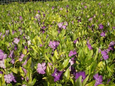 VINCA minor 'Atropurpurea'