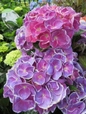 HYDRANGEA macrophylla 'Royalty Mix'